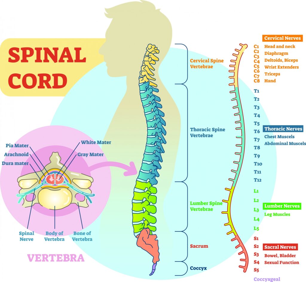 Coccyx Nerve Root Dermatome