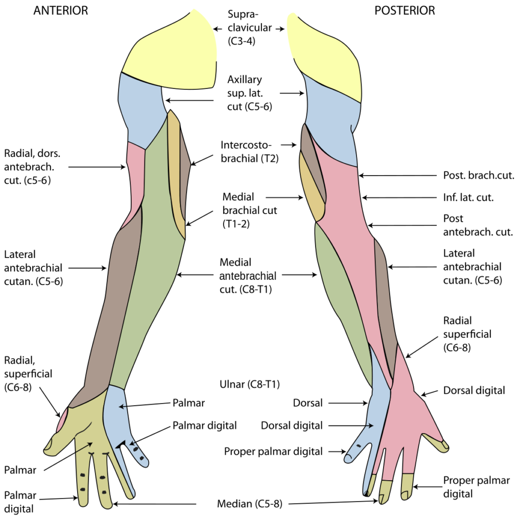 Radial Dermatomes Of Hand