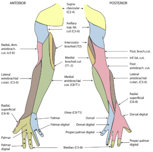 Superficial Branch Of Radial Nerve Wikipedia