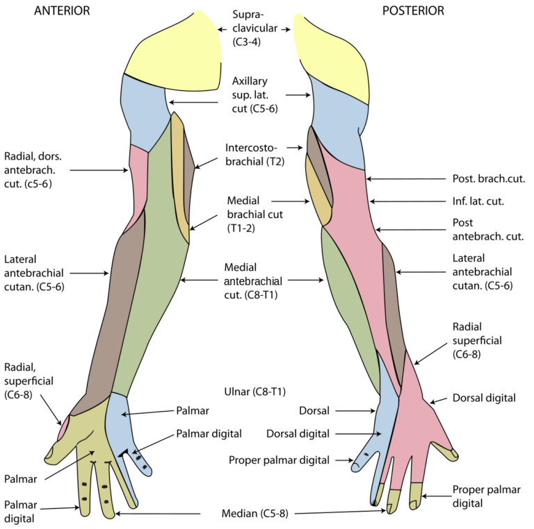 Superficial Branch Of Radial Nerve Wikipedia Dermatomes Chart And Map superficial-branch-of-radial-nerve-wikipedia-dermatomes-chart-and-map