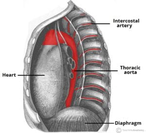 The Aorta Branches Aortic Arch TeachMeAnatomy