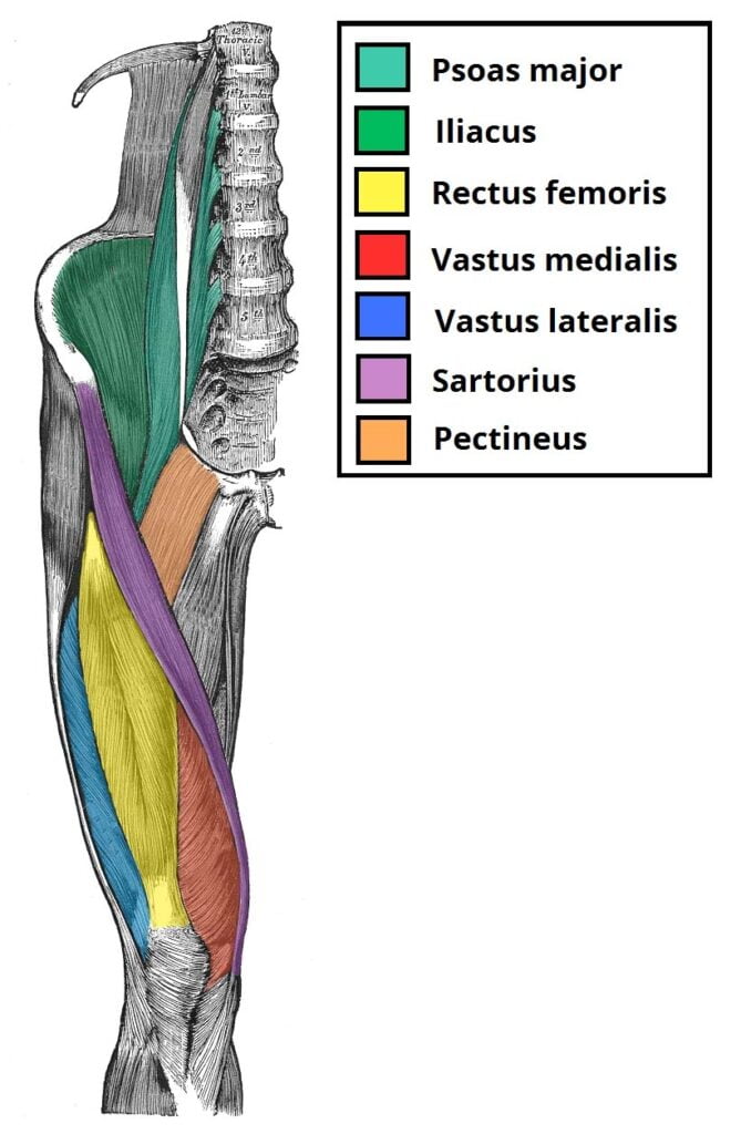 Femoral Nerve Dermatome Distribution