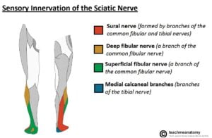 The Sciatic Nerve Course Motor Sensory TeachMeAnatomy