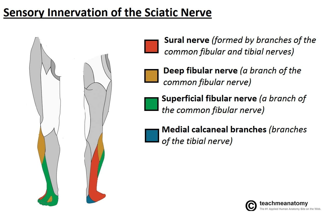 sciatic-nerve-dermatomes-and-myotomes-dermatomes-chart-and-map