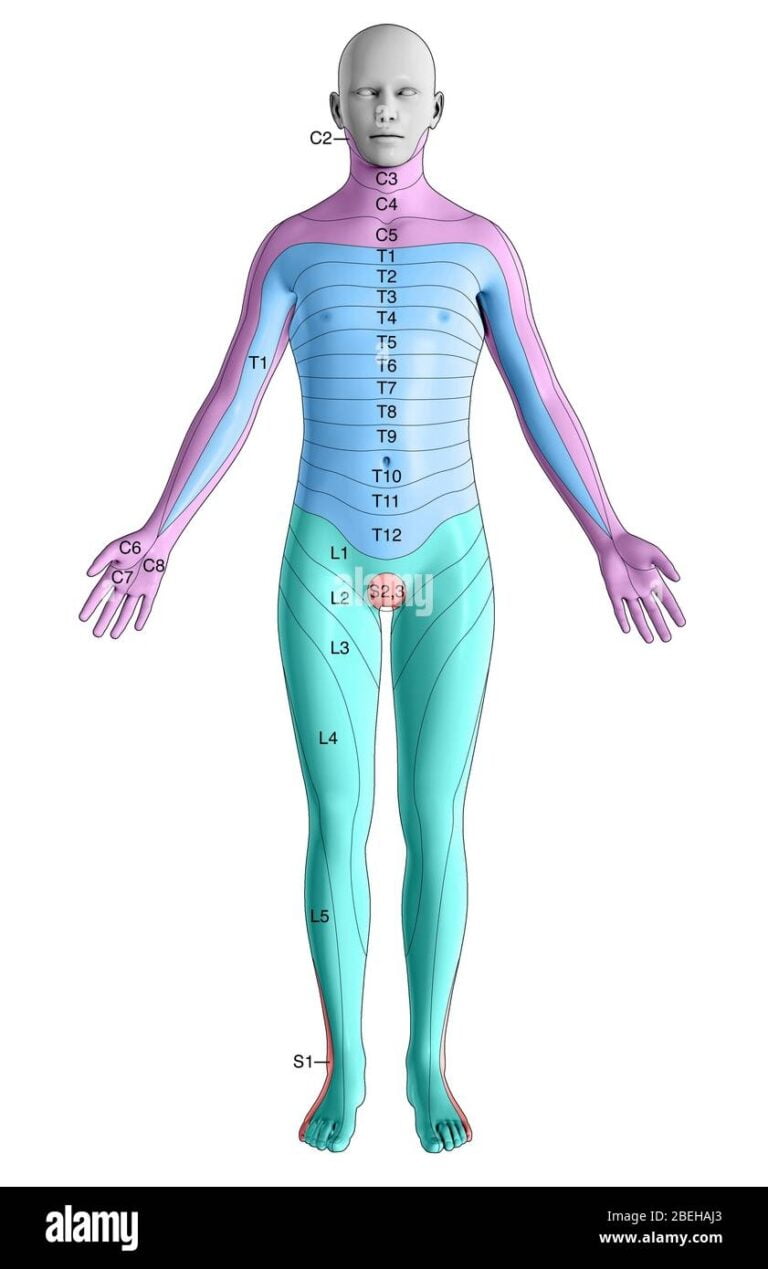 Thoracic Dermatomes Hi Res Stock Photography And Images Alamy ...