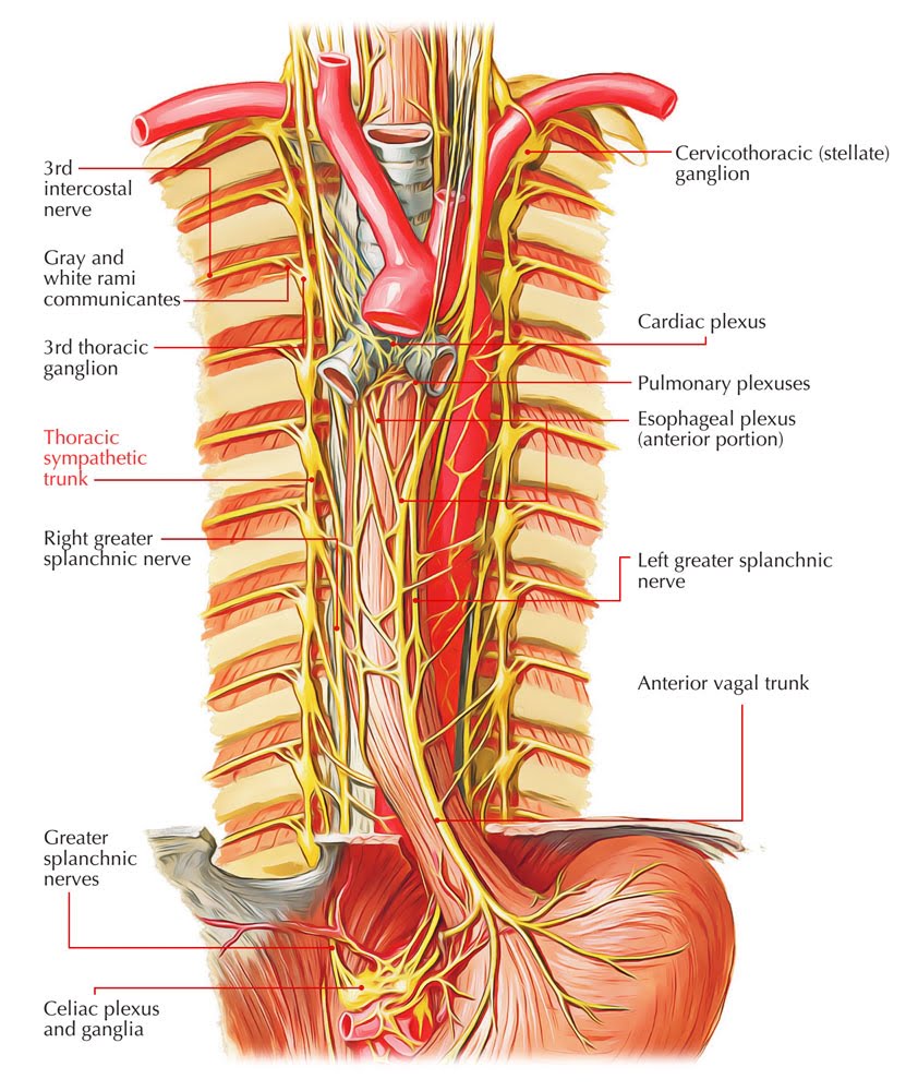 Thoracic Sympathetic Trunk Course Relations Ganglia And Its Branches Earth s Lab