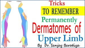 Trick To Remember DERMATOMES OF UPPER LIMB YouTube