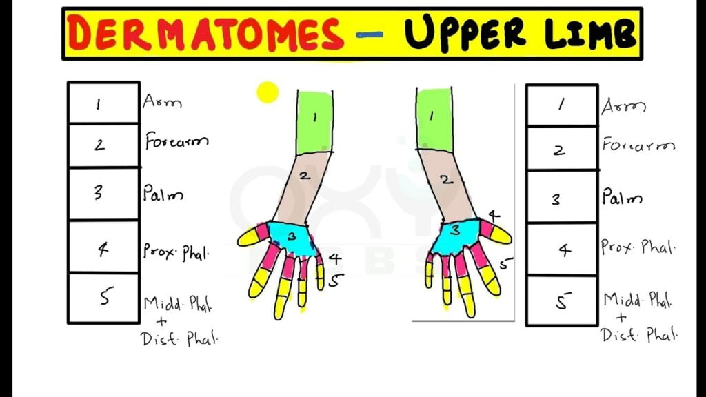 Trick To Remember Permanently Dermatomes Of Upper Limb YouTube