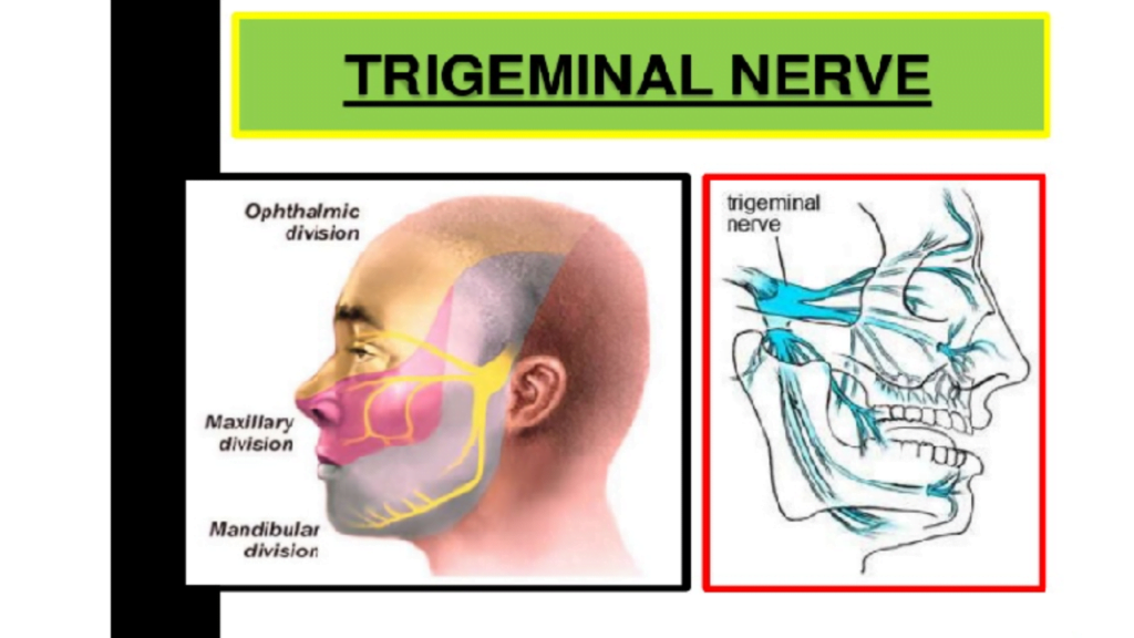 Trigeminal Nerve Branches Dermatome