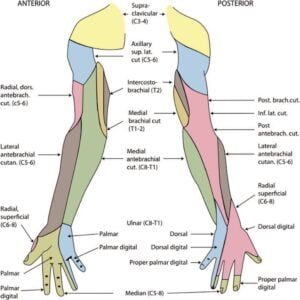 Ultrasound Guided Interscalene Block WFSA Resources