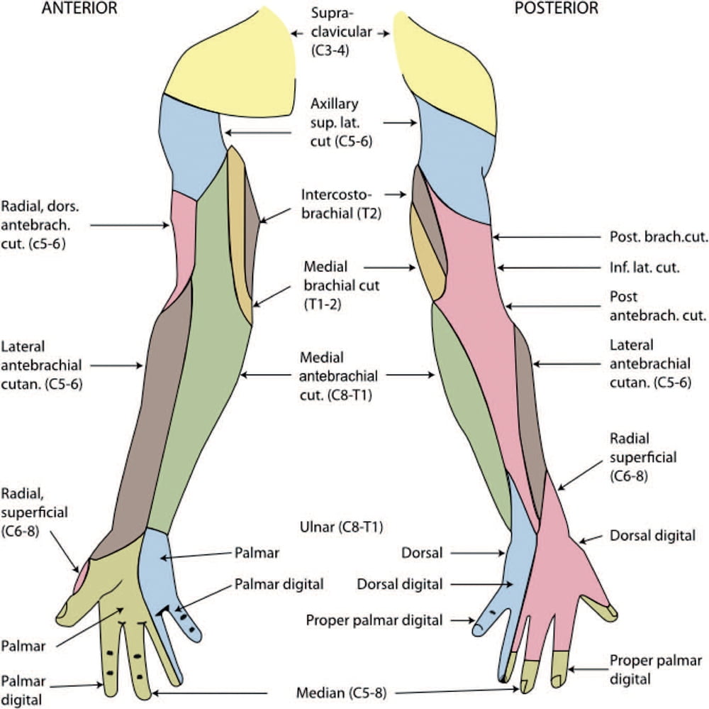 Axillary Nerve Block Dermatomes