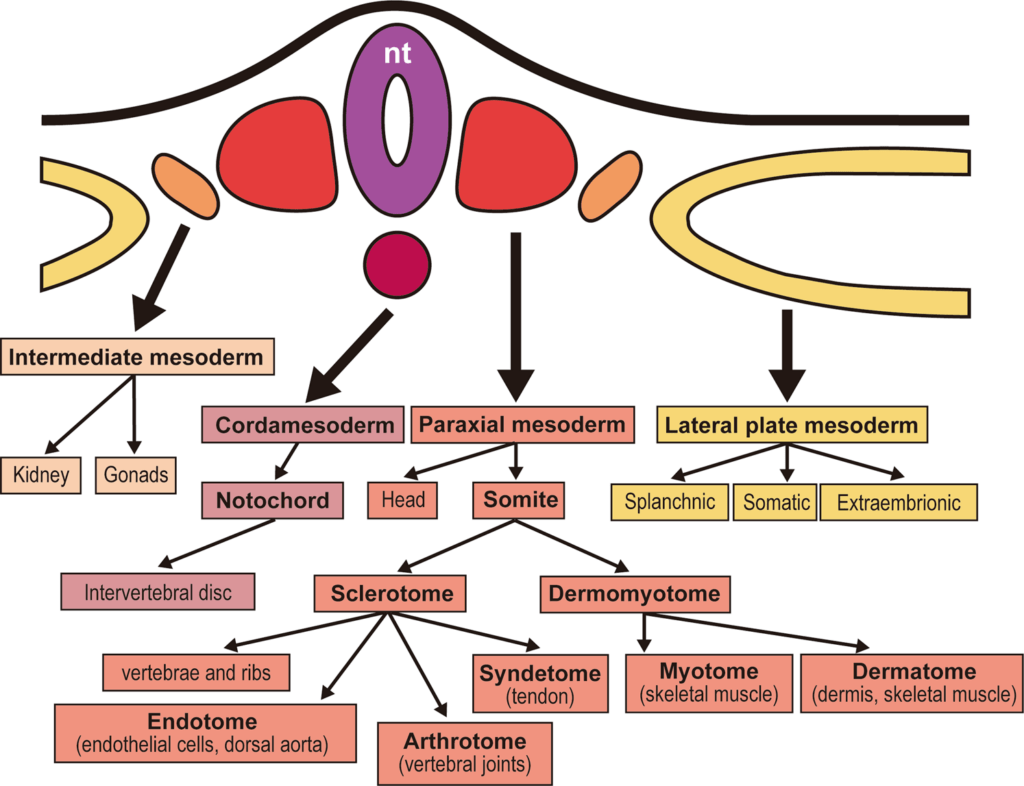 Understanding Paraxial Mesoderm Development And Sclerotome Specification For Skeletal Repair Experimental Molecular Medicine