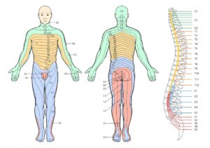 Understanding Referred And Radicular Pain Recovery Medical