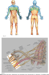 Upper extremity Peripheral Nerve Blocks In The Perioperative Pain Management Of Orthopaedic Patients AAOS Exhibit Selection Semantic Scholar