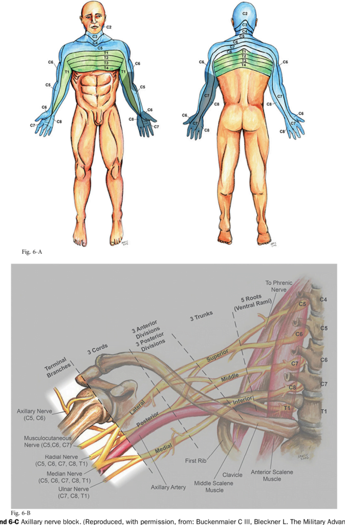 Upper extremity Peripheral Nerve Blocks In The Perioperative Pain Management Of Orthopaedic Patients AAOS Exhibit Selection Semantic Scholar